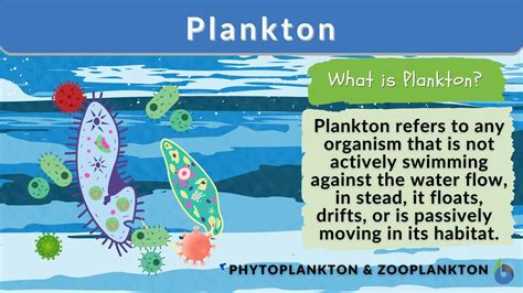 plankton in tagalog